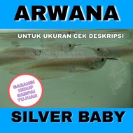 ikan Arwana / Arowana Silver Baby