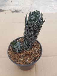 Tanaman Haworthia Tower