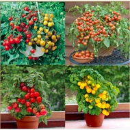 Cherry Tomato Dwarf Heirloom Seeds/Tomato Vilma/Tomato Venus/Tomato Vilma & Venus Pack/Tomato Bajaja