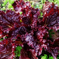 Red Coral Lettuce Seeds - Lettuce Red Coral Seeds - Rare Vegetable Seeds - Heirloom Seeds  - Red Let
