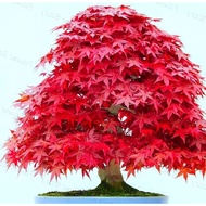 20PCS Maple Seeds American Red Maple Seeds Beautiful Red Maple Tree Bonsai Tree Live Flower Seeds Ga