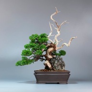 【附石盆景】綠意盆景 送禮推薦 精緻盆景