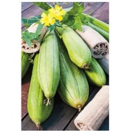Gourd Luffa Seeds, Luffa Gourd Sponge seeds,(Luffa aegyptiaca)keto friendly