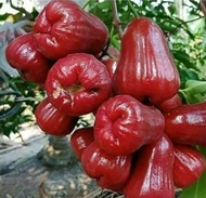 bibit jambu air citra hasil okulasi /tabulampot