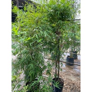 Bamboo stone banboo (1.5m/1.8m/2m/2.5m/3m/4m/4.5m height) real live plant free fertiliser 0.5kgandso