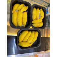 End in Oct | Blackgold Musang King MSW Pahang Raub Durian | 30 Yrs Old Tree | Creamy Bitterness 60% 