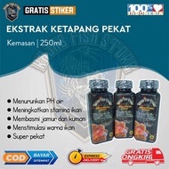 Extrak ketapang channa premium super pekat++
