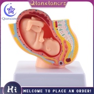 Human Pregnancy Fetal Development 9Th Month Embryonic Pelvic Model Fetus Foetus Pregnancy Anatomy of