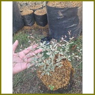 ➳ ♧ ┏ VARIEGATED AFRICAN TALISAY PLANT (SMALL)