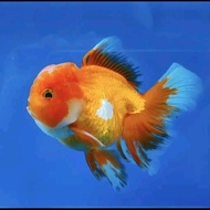 ikan mas koki oranda jambul 8-10cm hiasan aquarium aquascape