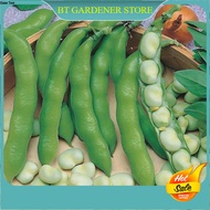 5 pcs seeds Kacang Parang mini pokok memanjat buah lebat 蚕豆种子 Ready Stock Sarawak