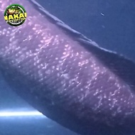 Channa Argus Phyton Indukan