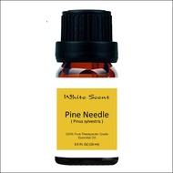 Pine Needle Essential Oil