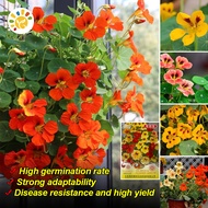 [Easy to plant seeds]100% Fresh Original Nasturtium Seeds for Planting Flowers (4 seeds) Mixed Color