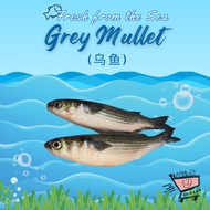 [5D Grocer] Fresh Grey Mullet Ikan Belanak 乌鱼 450g/900g