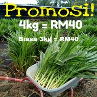 Benih Rumput Napier Terbaik - Napier Dwarf / Napier Australia (4kg)