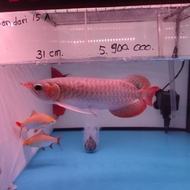ikan arwana super red uk 31cm