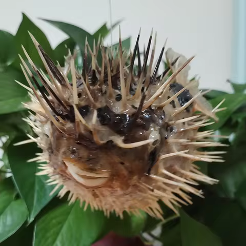 Large Pufferfish Natural Puffer Fish Air Drum Fish Bone Porpoise Specimen Diodon nicthemerus Big Pen