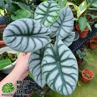 Alocasia Silver Dragon - Tanaman hias Alocasia Silver Dragon