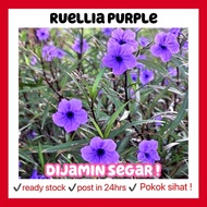 RINA • Ruellia purple • Mexican petunia bunga pokok hidup real live plant flower outdoor tumbuhan hiasan landscape ungu