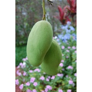 Green Mango - KG