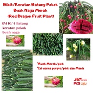 Bibit/Keratan batang pokok buah naga merah