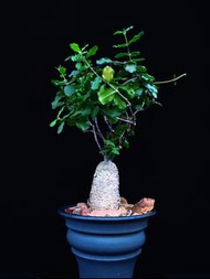 火星人 Fockea edulis (250)/ 塊根植物 Caudex / 另售象牙宮、龜甲龍、索馬里葡萄甕、念珠橄欖/ 多肉植物