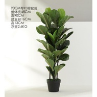 FIDDLE FIG MURAH