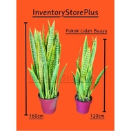 Pokok Lidah Buaya/ Artificial Pokok Lidah Buaya