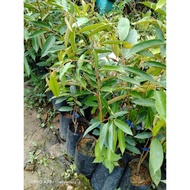 Pokok durian D24 pokok kawen