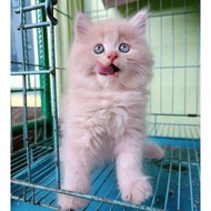 (BULU CREAM) MEDIUM PERSIAN KITTEN ANGGORA MALE FEMALE CAT FLATNOSE PEAKNOSE HAIRHIMALAYA Kapas LONG