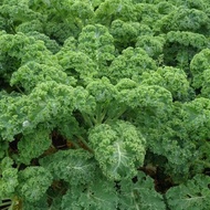 Ready Stock Quick Shipping Kale Vegetable Seeds Edible Kale Vegetable Seeds Balcony Four Seasons Pot