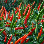 Hot Pinatubo Hybrid - Chili Pepper Seeds - Hot Chili Pepper Seeds - Hybrid Seeds
