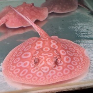 IKAN PARI HIAS AIR TAWAR ALBINO PEARL STINGRAY MEWAH BUKAN BLACK DIAMOND MOTORO IKAN HIAS TANKMATE A