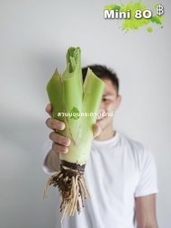 Alocasia Borneo Giant บอนกระดาด บอนยักษ์ ต้นบอน ไม้ฟอกอากาศ