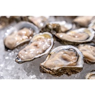 Fresh Canada Oyster (Large Size) 1pc