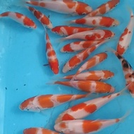 READY ikan koi anakan ikan import HQ. SQ 10--12 cm