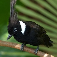 burung cililin hitam bahan istimewa