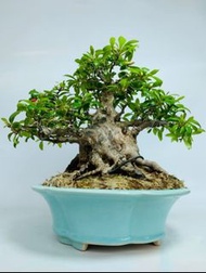 日本進口皋月杜鵑.日光老樁矮霸