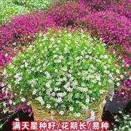 Gypsophila Flower Seeds Four Seasons Flowering Indoor Balcony Courtyard Flower Seeds Air Purificatio