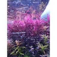 Limnophila Aromatica
