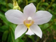 台灣原生蘭花Spathoglottis plicata var. alba 蘭嶼紫蘭(罕見~白變種~珍藏品)勿下標