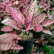 best Tanaman hias aglonema pink lady +pot