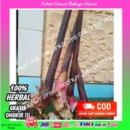 bibit kecombrang merah termurah siap tanam/kecombrang honje merah siap tanam/bibit tanaman kecombran