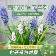 Ready Stock Fast Shipping Grape Hyacinth Seed Ball Years Old Cold Resistant Courtyard Flower Big Bal