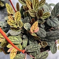 Pellionia pulchra (Trailing Begonia) - Rare