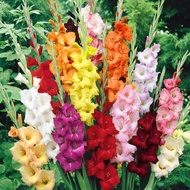 Terlaris Umbi GLADIOL MIX - Bibit Bunga Warna Campur