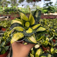 TKL - Snake Plant / Sansevieria Twister 旋转虎皮兰
