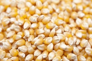 Biji Jagung USA 1kg / Mennel Popcorn Big Ball Mushroom / Biji Popcorn