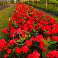 TKL - Ixora Chinensis Pink/Red/Orange/Yellow/White/Coccinea Red (Polybag 8x9) 龙船花/英丹/仙丹花 (Polybag 8x